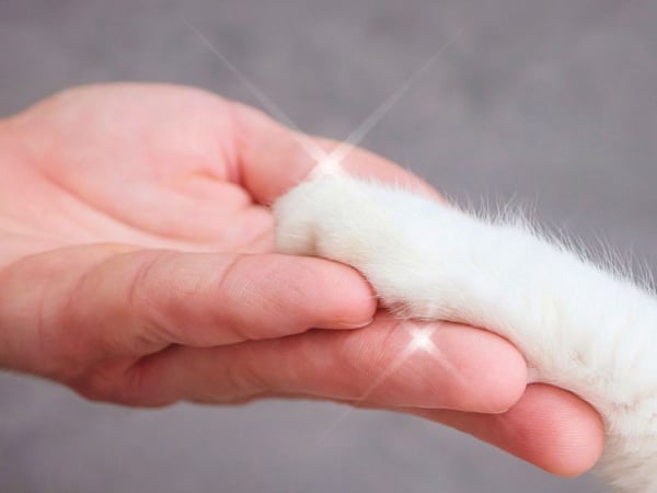 Animal healing practice